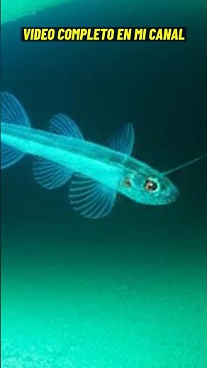 Comment les GROTTES sont-elles SCULPTÉES par notre TERRE ? 🌍 Voyage GÉOLOGIQUE ! 🪨