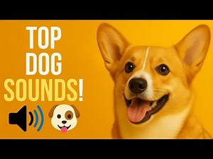 Top Sounds That Dogs LOVE! 🐶 | Play These & Watch What Happens