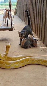 Sudden Appearance Of Mother Cat Saves Kittens From Python And Terrifies The Dog