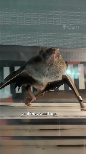 Bat superpower: walking sideways