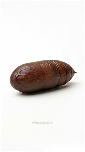 Title:Rosy Maple Moth Metamorphosis | Full Life Cycle in Seconds 🐛➡️🦋