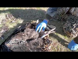How To: Field Dressing A Turkey with Richard Mann