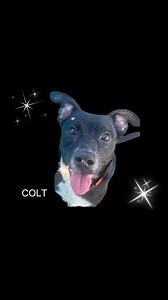 These beautiful dogs are available for adoption at Citrus County Animal Shelter, 4030 S. Airport Rd., Inverness, FL. Come meet them today! | Adopt a Citrus County Animal Shelter Pet