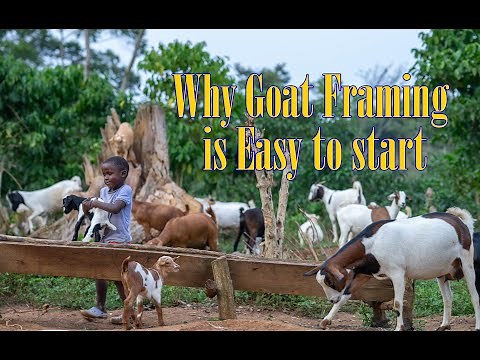 Why goat farming is easy to start.