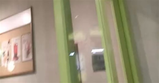 Gecko VS Cockroach - Video