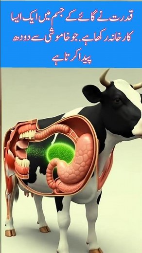 Cow Digestion to Milk | 3D Scientific Journey Explained #shorts
