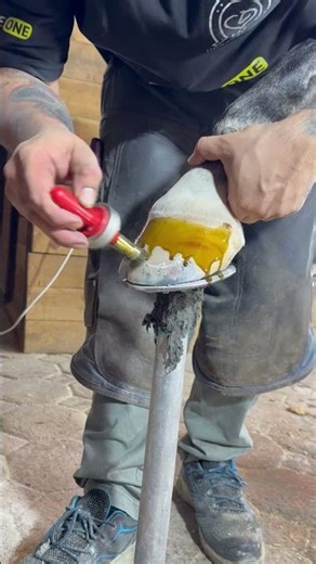 Oiling horse with Hoof mender oil from Equine One —.#farrier #horseshoeing #hoofcare