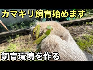 カマキリの飼育始めます。飼育環境作り