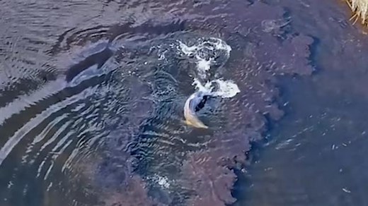 Watch this Dolphin Hunt Fish Using a 'Net' Made of Mud