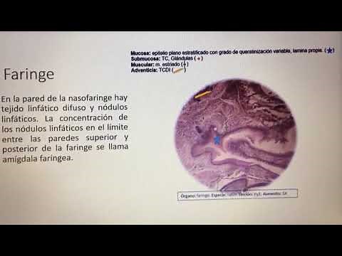 Faringe - Histología