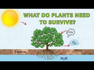 How Plants Grow | Plant Life Cycle, Photosynthesis & Parts of a Plant Explained
