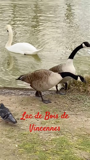 Lac de Bois de Vincennes,Paris#shorts #travel #paris #viral #trending #france