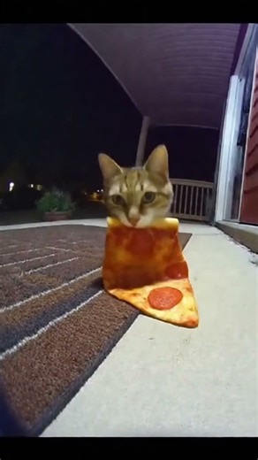 🤣🎥 When your home security camera catches the real night shift!