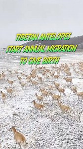 Pregnant Tibetan antelopes have begun their annual migration to their habitual birth grounds at the Changtang National Nature Reserve in the northern part of southwest China's Xizang. #antelope #Xizang #China #migration | China Xinhua News