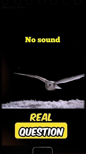 The Bird That Flies in Complete Silence | Barn Owl vs Pigeon & falcon