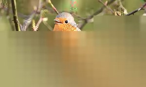 2.6K views · 139 reactions | ROTKEHLCHEN: VOGEL DES JAHRES 2021 Das...