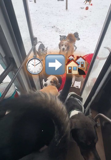 Fun and Engaging Time with Dogs: A Day at Home