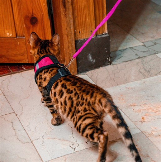 Find a Loving Home for This Bengal Cat