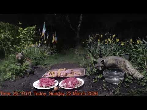 Foxheaven Dublin Ireland Livestream