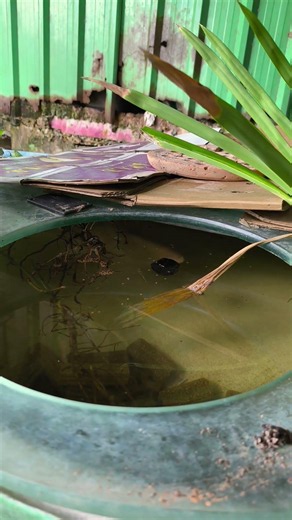 Giant Gourami update #ArmBanPla #GiantGourami #OrnamentalFish #AlbinoGiantGourami #FeedingFish