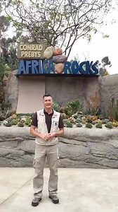 We know you can't wait till tomorrow, so here's a sneak peek of Africa Rocks with ZooKeeper Rick. | San Diego Zoo