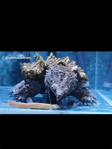 Snapping Turtle Care & Hybrid Snapping Turtle Facts