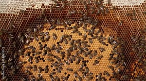 Life and reproduction of bees Bees take care of larvae, their new generation. Stock Video