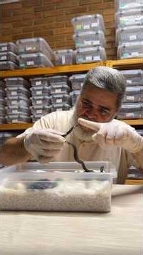 Birth of Liasis mackloti #snake #biology #animalworld