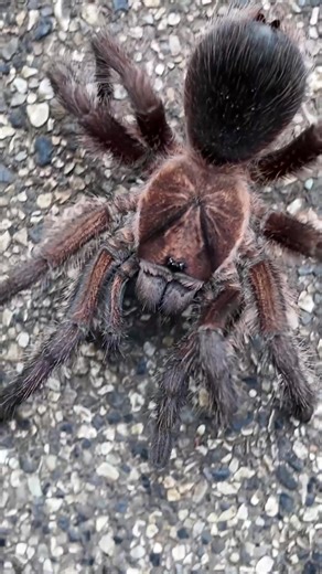 Introducing my Haitian Brown female, one of the giant Hispaniolan tarantulas (Phormictopus cancerides)! With her rich purplish-brown tones and impressive build, she captivates with quiet elegance and grace. Watch as she moves confidently through her habitat, showcasing nature's artistry in every measured step. #phormictopus #cancerides #animal #animalphotography #animalphotos #animalworlds #arachnid #arachnids #arachnilogy #arthropods #exotic #exoticpets #nature #pet #photo #photography #short #