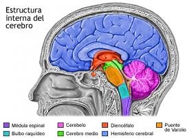 Las partes del cerebro y sus funciones