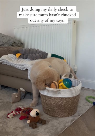 Daily Toy Check by a Golden Retriever