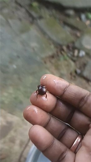 rescue the drowning beetle ||arthropods ||insectworld