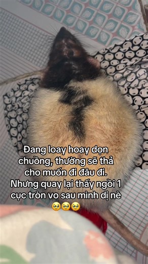 Dumbo Rat Ngồi Bên Cạnh - Video Đáng Yêu