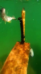 Attaque féroce d'un calamar 😱😱😱 #calamar #attaque #enmer #peche #piege | Souviens-toi