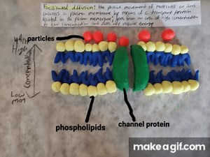 Facilitated Diffusion on Make a GIF