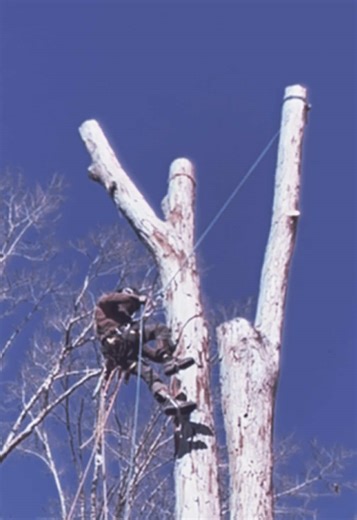 #arborist #fyp #climber #avant #tree