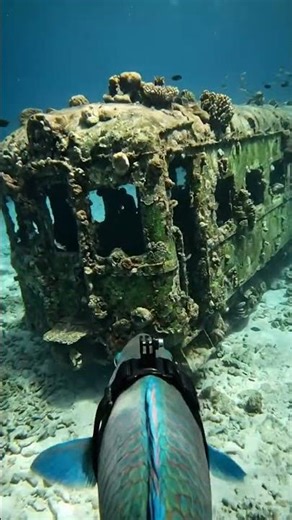 A parrotfish uses a GoPro camera to explore trains from the 1980s, but gets the hashtag #GoProPO