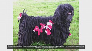 Discover the Unique Puli Dog Breed: History, Traits, and Care Tips