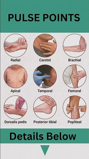 Pulse Points In Our Body
