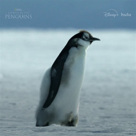 99K views · 2.9K reactions | This penguin leader knows she has to keep going. #SecretsOfThePenguins is now streaming on Disney+ and Hulu. | National Geographic TV | Facebook