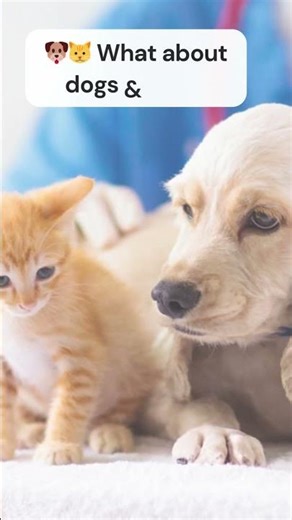 Do dragonflies bite? Are they dangerous to humans or pets?