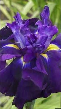 Iris Ensata #flower #orchid #nature #iris #irises #flowerphotography #flowergarden #beautiful
