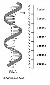 Diferença entre código genético e códon - Notícia 2025