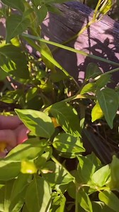 Lemon drop peppers are spicy AND lemony! They are a fantastic pepper to use in just about everything! Another veggie that I’ll be growing in my garden for years to come. #lemondrop #pepper #homegrown | Very good gardening | Facebook