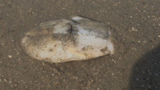 Nandanvan Marine nature education camp Beyt Dwark🐙🐋🐬🐠🌺🌴🪾🪼🦩 on Instagram: "first time identify of Gulf of Kutch beyt Dwarka Identification by Ravindrasinh Vadher Dt.January 22, 2026... Nandanvan Camp Beyt Dwarka 💥Philine aperta, the sand slug, is a species of predatory sea slug with an internal shell, a cephalaspid opisthobranch, or head-shield slug. It is a marine gastropod mollusc in the family Philinidae Spot on identification! That is indeed Philine aperta, commonly known as the san