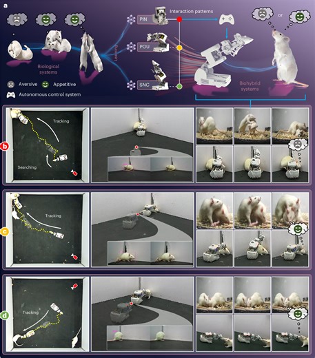 AI infiltrates the rat world: New robot can interact socially with real lab rats