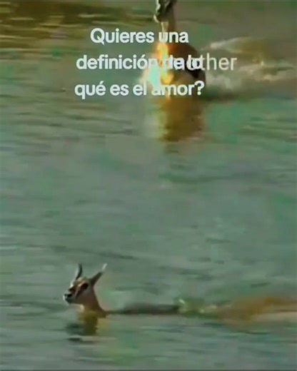 21K views · 164 reactions | Quieres definición de lo que es el amor, o te explico que es el sacrificio? | La Corr_Mania | Facebook