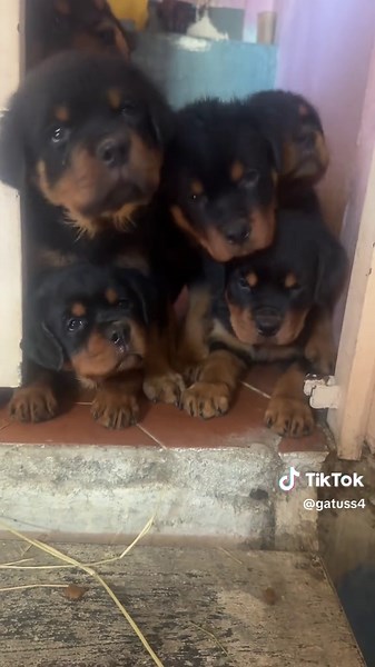 Cachorro Rottweiler Pedigree en Mérida, Venezuela