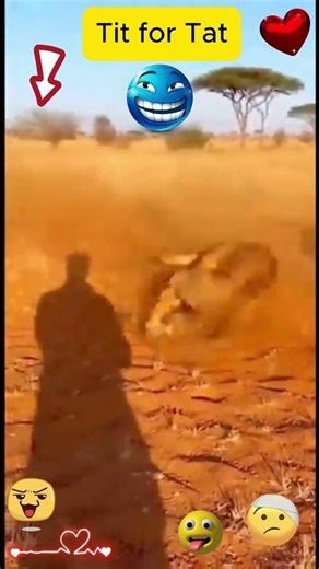 The Ninja of the Animal Kingdom 🤫 動物たちの驚くべき武器 #shorts #nature #japan