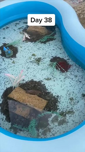 live tonite at 7.30pm (UK) doing other times aswell for my international fans❤️🌎 #fyp #brighterinside#foryou#frogs #tadpoles #frogspawn#translatetime